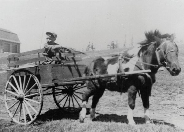 I have lived on our farm/ranch near the beautiful hamlet of Indus, Alberta for thirty-seven years. Prior to this I was raised in south western Alberta and eastern British Columbia. My early childhood was
on a guest ranch near Pincher Creek. I have two black and white photographs from the Buckhorn Ranch, one showing me as a four year old holding a team for my Dad and on another occasion I was driving a pony on a cart! Horses have been a part of my life for all but maybe ten
years when I lived in the city. Horses are a passion for me. I retired eighteen years ago and I have been playing wheelwright, wagon builder, training, and driving horses ever since.
Verne Kemble Indus, Alberta