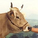 Braunvieh
