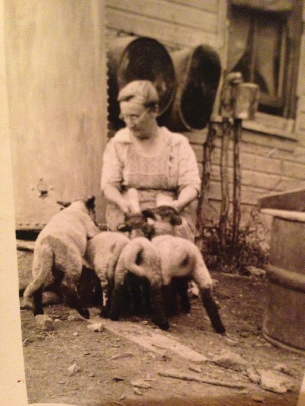 
Lisa Clouston's Grandma feeding lambs, MB.
Doug Law's Great-Grandfather with horse.
