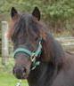 Newfoundland Pony~
