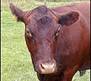 Red Poll +
