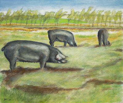 Large Black Pigs Foraging