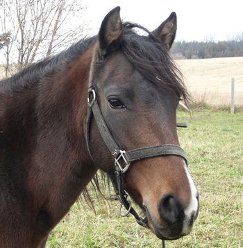 Lac La Croix Indian Pony~
