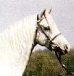 Welsh Cob & Pony
