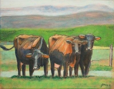 Canadienne Cattle Charlevoix Quebec