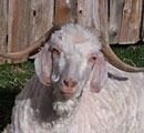 Angora
