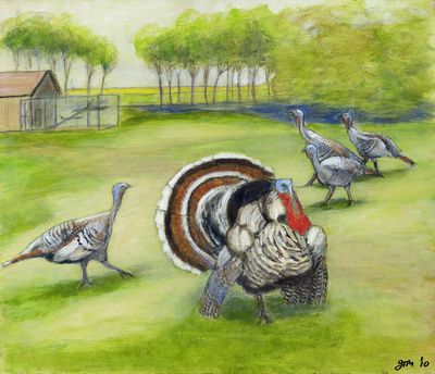 Narraganseth Turkeys
