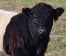 Belted Galloway +
