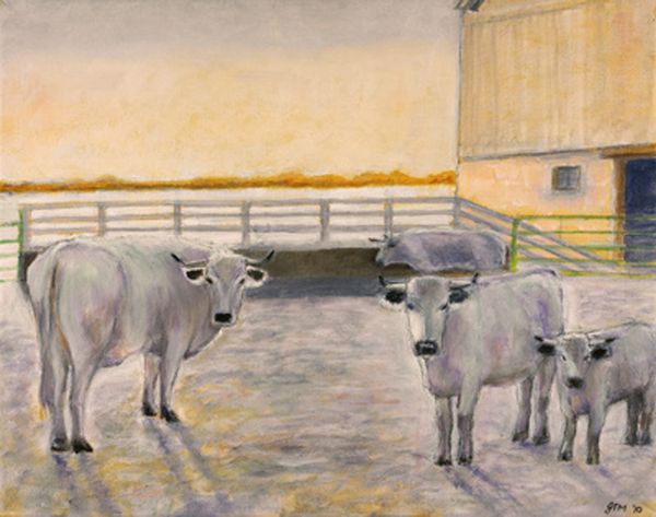 White Park Cattle