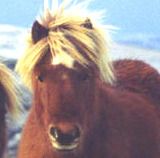 Shetland Pony
