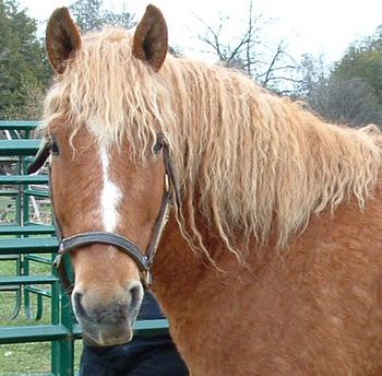 Bashkir Curly FO
