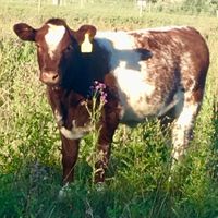 Ag-Ex Beef Expo