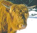 Highland
