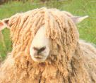 Lincoln Longwool +
