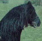 Fell Pony +
