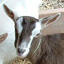 Toggenburg
