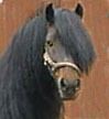 Dales Pony
